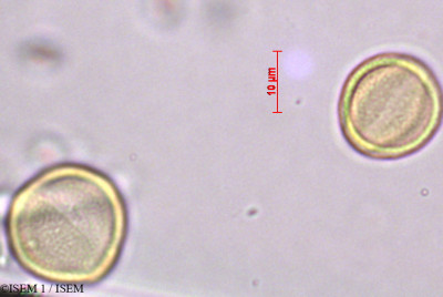 ISEM 1/Spergularia_rubra_27593/Spergularia_rubra_27593_0001(copy)_thumb.jpg